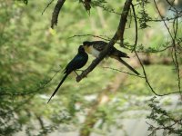 Great Spotted Cuckoo 2.jpg