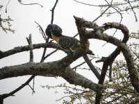 Great Spotted Cuckoo.jpg