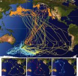 Shearwater migration.jpg