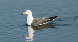 Black-tailed Gull.jpg