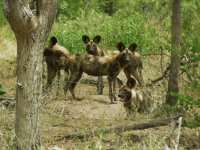 Wild Dogs 3.jpg