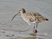 curlew1.jpg