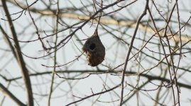 Chinese Penduline Tit nest.jpg