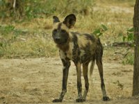 Wild Dogs 7.jpg