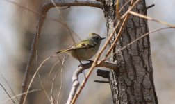 Goldcrest 2.jpg