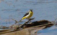 Grey Wagtail.jpg