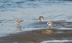 Kentish Plover.jpg