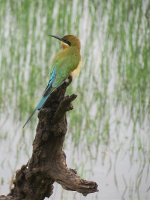 bluetail bee eater bf.jpg