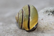 Snail 1 reduced 3.jpg