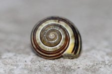 Snail 2 reduced 2.jpg