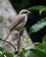 brown shrike bf.jpg