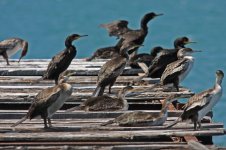 1Shag (phalacrocorax des-marestrii) 1 Polinichtous Lesvos 1005111LQ.jpg