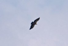 1Vulture Griffon (gyps fulvus) 2 nr Mamdamados Lesvos 1305111LQ.jpg