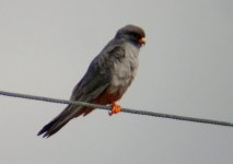 A11Falcon Red Footed b Kalloni Salt Pans 0805101.jpg