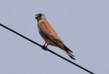 A11Kestrel Lesser 5 Faneromeni 0605101.jpg