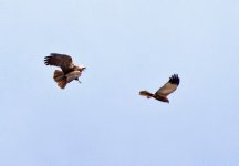 Displaying harriers 2.jpg