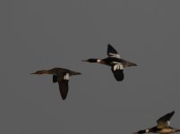 Red-breasted Mergansers.jpg