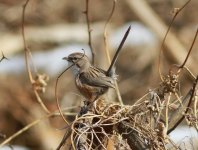 Chinese Hill Warbler.jpg