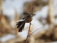 Chinese hill Warbler 2.jpg