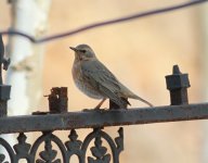 Naumann's Thrush.jpg