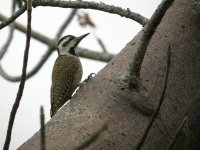 Bearded Woodpecker.jpg