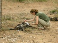 Wild Dog Collaring 3.jpg