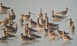 eurasian curlews P310 stx95mm DSCN0183.jpg