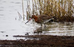 489blackwit.jpg