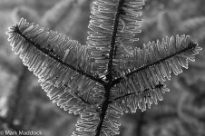 9758_02_Labahe_Frozen Fir_B&W.jpg