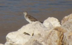 CC_Treuherz_Unknown_1a_AmericanPipit_2_NPS_SewagePonds_FurnaceCreek_20130319.jpg