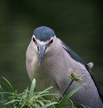 bc night heron  A640  stx95 30x IMG_0833.jpg