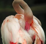 flamingo A640 stx95 IMG_0615.jpg