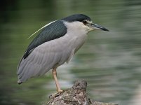 bc night heron A640  stx95 30xIMG_0556.jpg