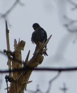 Peregrine preening.jpg