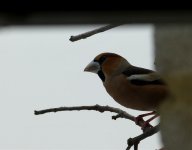 Hawfinch Balcony 2.jpg