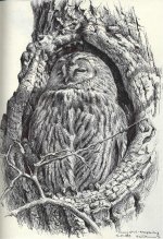 Tawny-owl-March.jpg
