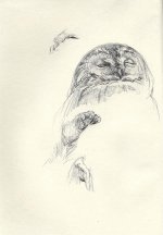 Tawny-owl-details.jpg