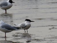 588sandtern.jpg