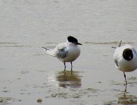 589sandtern.jpg