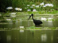 Openbill Stork.jpg