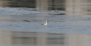 Smew- Male.jpg