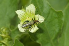 Thick-kneed Flower Beetle.jpg