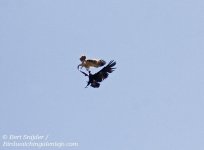 Booted Eagle, Black Vulture.jpg