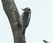 Woodpecker.jpg