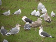 gulls-jan-10-2003-2.jpg