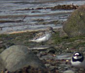 little-stint.jpg