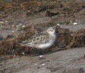 little-stint3.jpg