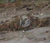 little-stint4.jpg