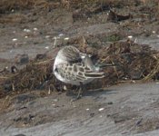 little-stint5.jpg