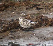 little-stint6.jpg